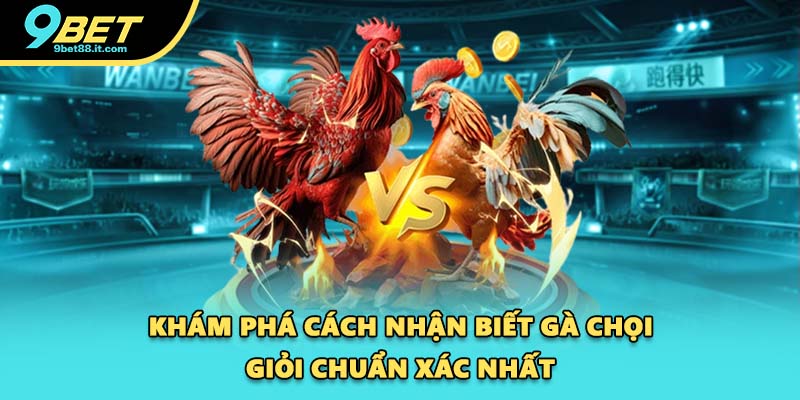 Khám phá cách nhận biết gà chọi giỏi chuẩn xác nhất